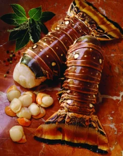 2 QUEUES DE LANGOUSTES BLANCHES CRUES CARAIBES 240G .