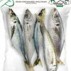 CHINCHARD ENTIER 4/6 P 1KG