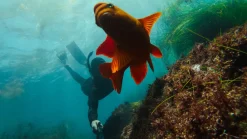Perche télescopique 122 cm pour caméra HERO GoPro