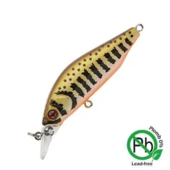 Poissons Nageurs Eau Douce Phoxy Minnow | SAKURA