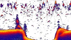 Sonde Active Imaging Haute Définition 3 en 1 Fishreveal - pour peche en mer- Lowrance